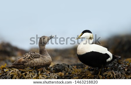 Similar – Image, Stock Photo Eider duck on Iceland bladderwrack