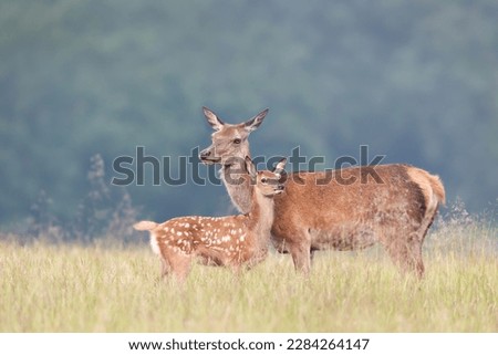 Similar – Image, Stock Photo Red Deer (Cervus elaphus) Stag bellowing during the rut.