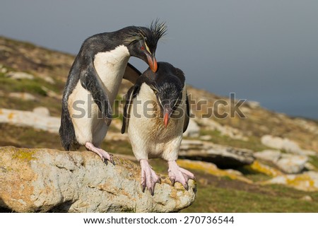 Rochkopper encourages another penguin to jump