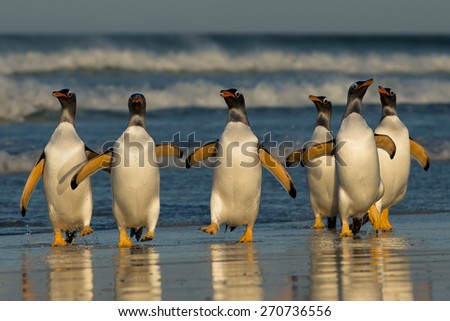 Group of Gentoo penguins coming back from sea, Falkland islands