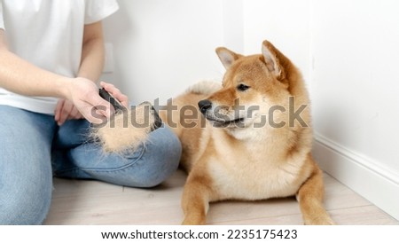 Similar – Image, Stock Photo Crop woman combing dog hair