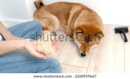 Image, Stock Photo Crop woman combing dog hair