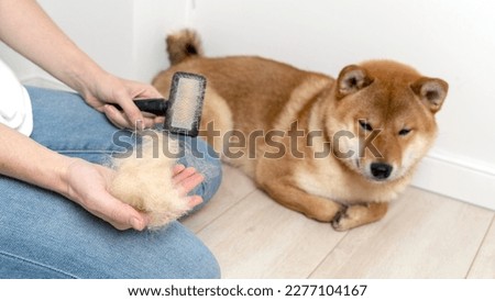 Similar – Image, Stock Photo Crop woman combing dog hair