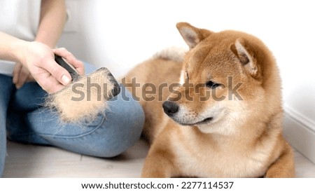 Similar – Image, Stock Photo Crop woman combing dog hair