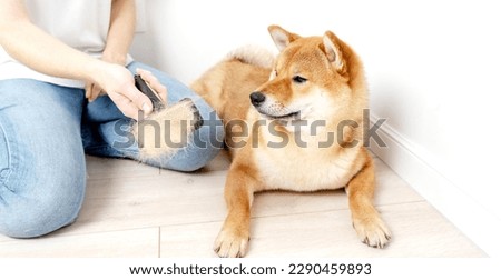 Similar – Image, Stock Photo Crop woman combing dog hair