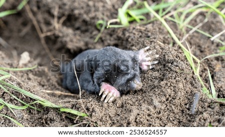 Similar – Image, Stock Photo Mole heap in a meadow