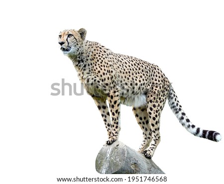 Cheetah, Acinonyx jubatus, 18 months old, standing in front of white background Foto d'archivio © 
