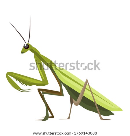 Vector illustration of a Green mantis isolated on a white background