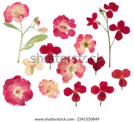 Similar – Image, Stock Photo pink wild flowers on meadow