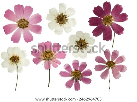 Similar – Image, Stock Photo dried flowers isolated on white wooden table