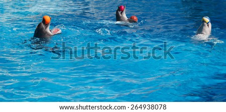 Two dolphins and Beluga whales play balls