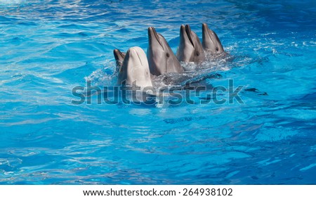 Four dolphins and Beluga whales dancing Lambada