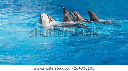 Four dolphins and Beluga whales dancing Lambada