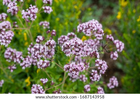 Similar – Image, Stock Photo flowering oregano Oregano