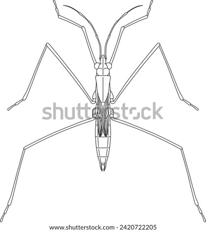 Line drawing insect single item icon water strider