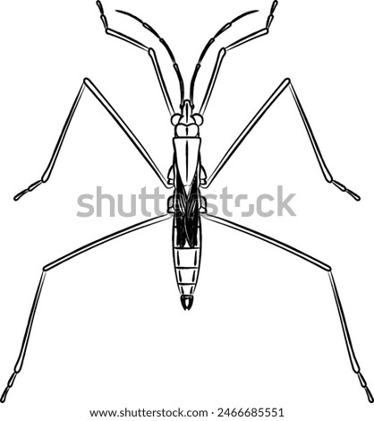 Brush-drawn insect single icon water strider