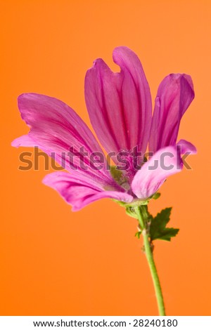 Close up of a red flower isolated against a orange background