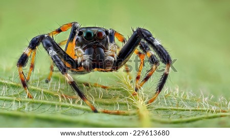 A shot face to face of a yellow and black jumping spider