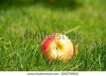 Similar – Image, Stock Photo Apples lie in a bowl on a scale and are weighed