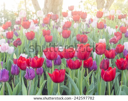 Colorful tulips in the garden with warm sunshine.