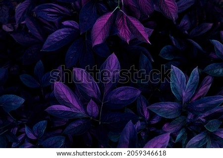 Similar – Image, Stock Photo purple flowers on dark watery background
