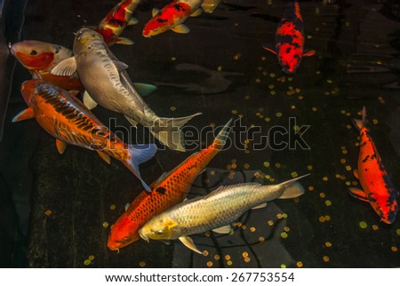 Asian koi carps fishes swimming in a dark indoor garden pond 
Many colorful japanese goldfishes swim in freshwater aquarium with cent and penny coins on bottom thrown by people for luck