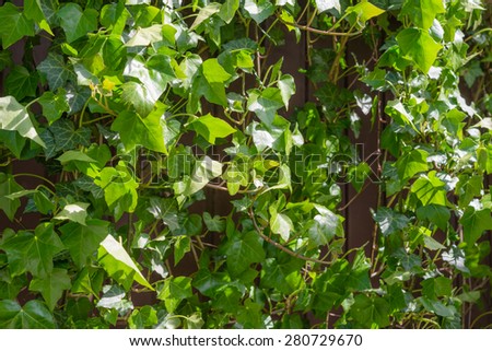 Climbing ivy, green leaves covering rustic wall on sunny day 
Hedera helix climbing plant in summer garden, perfect green nature background