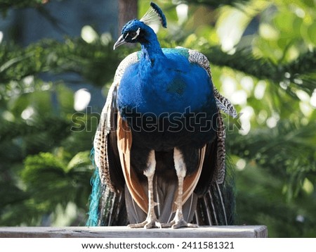 Similar – Image, Stock Photo Peacock sitting outside on a wall