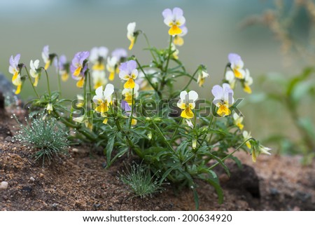 Viola tricolor known as heartsease , hearts ease , hearts delight , tickle my fancy , Jack jump up and kiss me , come and cuddle me , three faces in a hood , or love in idleness