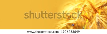 Ripening yellow ears of wheat with shallow depth of field in field. Panoramic yellow banner with ears of corn in right corner of the frame. Rural landscape of a ripening harvest at sunset