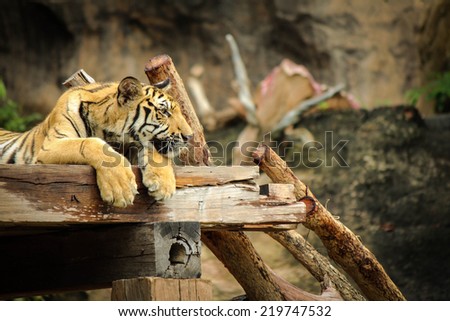 Tiger resting on the wood