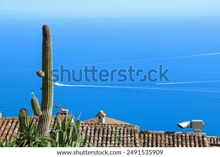 Similar – Image, Stock Photo Tall cactus against blue sky