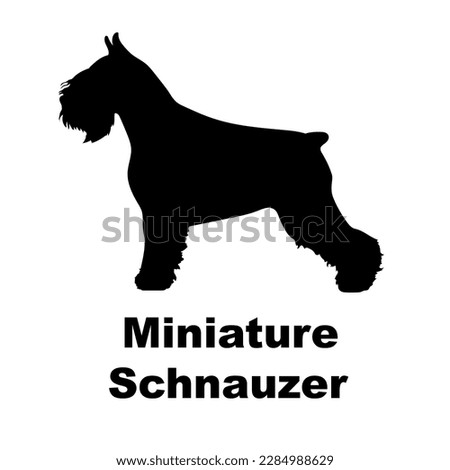 Miniature Schnauzer Drawing | Free download on ClipArtMag