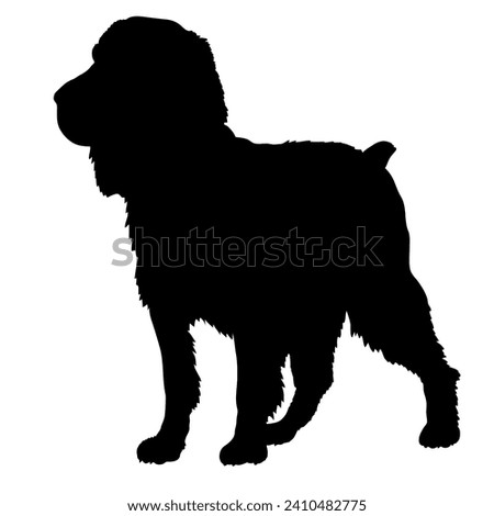 English Springer Spaniel Dog on the move. Dog in different poses. jumps runs. The dog is sitting. The dog is lying down playing