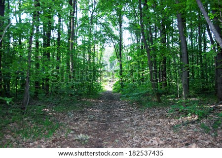 forest trees path