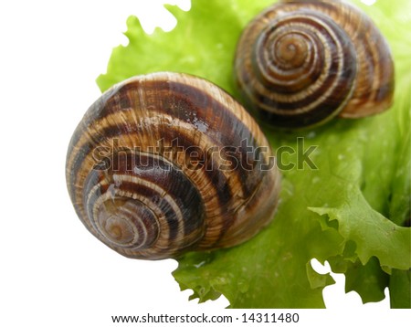 Two delicious Roman snails (helix pomatia) on wet green lettuce leaf, still alive, isolated on white background