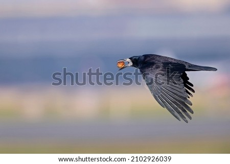 Similar – Image, Stock Photo Rook searches for walnuts on a tree