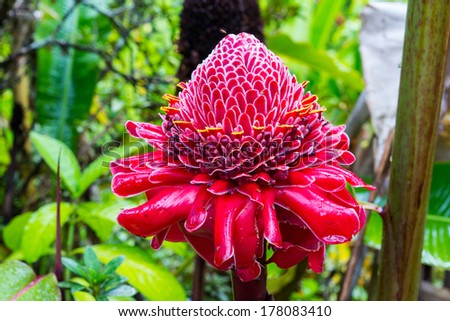 Torch Ginger Blossom In Hawaii Stock Photo 178083410 : Shutterstock