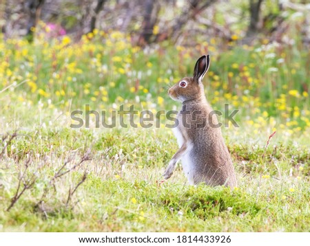 The mountain hare (Lepus timidus), also known as tundra hare, snow hare,  is a Palearctic hare.