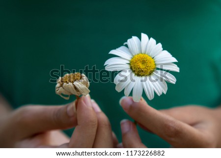 Similar – Image, Stock Photo Faded flowers