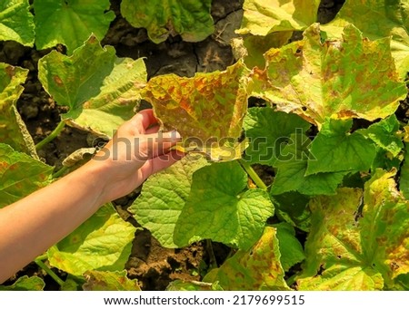 dry yellow spoiled leaves of cucumbers. cucumber disease, pest problem, cucumber cultivation concept Zdjęcia stock © 