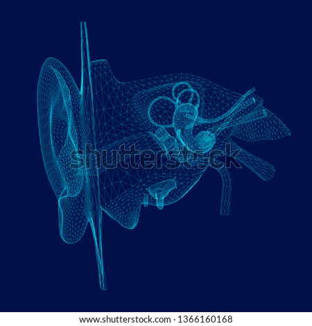 Wireframe of the internal structure of the human ear. 3D. Front view. Vector illustration