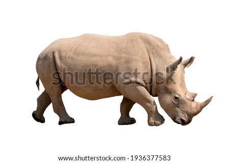 white rhinoceros isolated on white background
