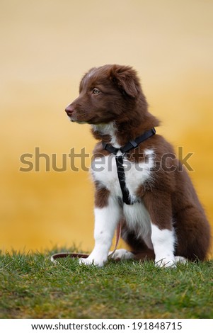 Tiny and cute pure-bred border collie puppy standing outside on grass.