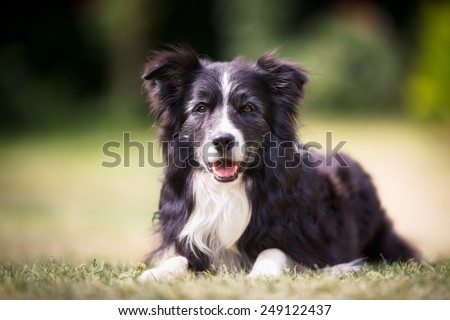Purebred border collie outdoors on a summer day.