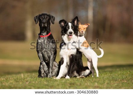 Three dogs without leash outdoors in the nature on a sunny day.