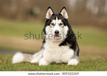 A purebred Siberian Husky dog without leash outdoors in the nature on a sunny day.