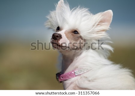 A purebred Chinese Crested dog without leash outdoors in the nature on a sunny day.