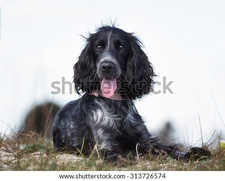 A purebred cocker spaniel dog without leash outdoors in the nature on a sunny day.