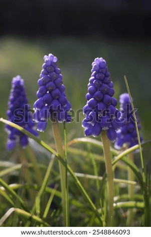 Similar – Image, Stock Photo Dreamy grape hyacinth